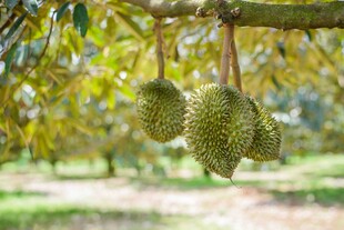 树上悬挂的新鲜榴莲