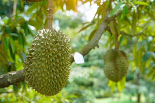 枝头的新鲜榴莲