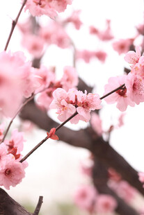 粉嫩桃花枝头绽放