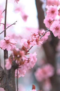 春日烂漫樱花枝头绽放
