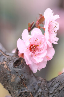 枝头绽放的娇艳粉色花朵