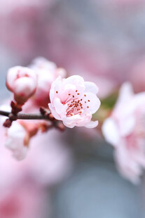 枝头粉嫩桃花绽放
