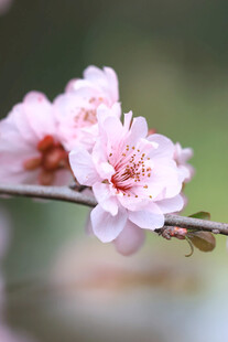 枝头粉嫩桃花绽放
