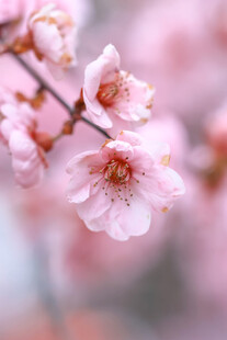 粉嫩樱花枝头绽放