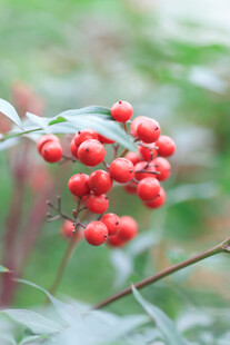 鲜艳红果绽于绿叶间