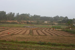 湛江乡村田野风光