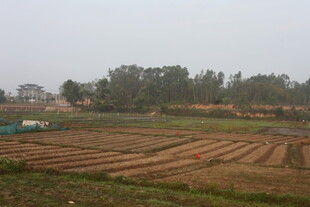 湛江田野中的农耕景象