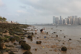 湛江海滨礁石旁的城市风光