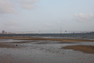 湛江海边滩涂景观