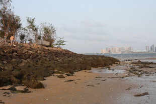 湛江海岸边的礁石与稀疏树木