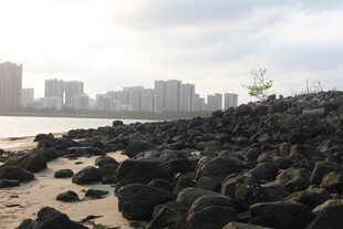 湛江海滨岩石与远处城市景观