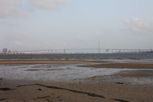 湛江海边滩涂景色