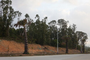 湛江公路旁成排的高大树木