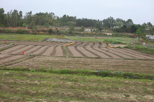 湛江农田风光 整齐的耕种田地