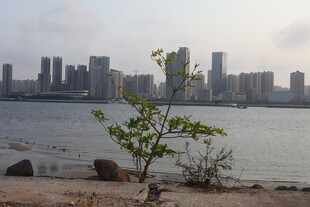 湛江城市水岸旁的绿意景观