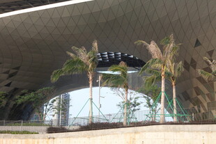 湛江现代建筑前的棕榈树景观