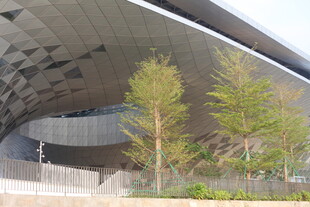 湛江现代建筑旁的翠绿树木