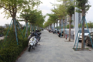 湛江林荫道上的停放车辆与行人