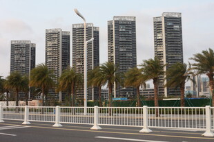 湛江城市高楼与路旁棕榈树景观