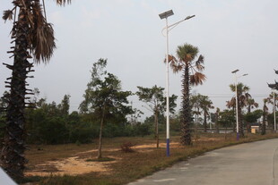 湛江道路旁的棕榈树与路灯