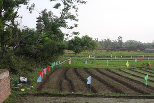 湛江农田劳作场景