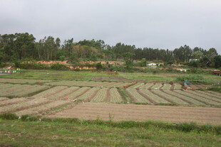 湛江农田风光 整齐的耕种田地