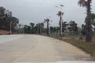 湛江宽阔道路旁的挺拔棕榈树