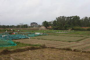 湛江乡村田野间的养殖场景