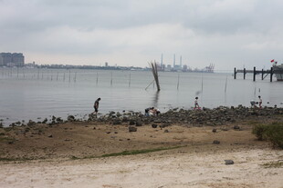 湛江岸边群鸟栖息于水域之畔
