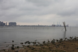 湛江阴天江畔 孤树与觅食鸟儿