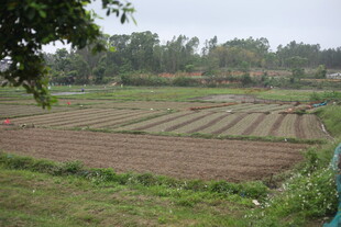 湛江田园农田景观