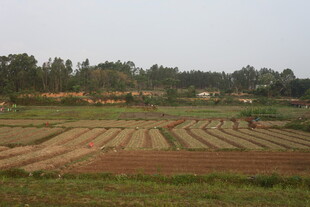 湛江田野田园风光