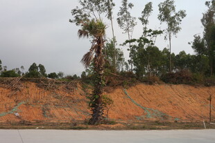 湛江山坡旁的树木景观