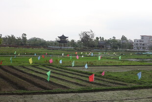 湛江农田彩色标识物整齐排列