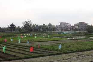 湛江农田彩旗景观