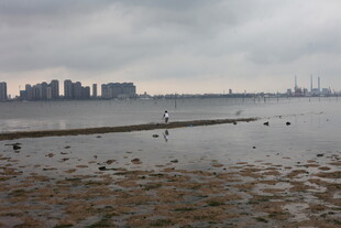 湛江海滨城市 滩涂与远处建筑