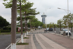 湛江城市街道旁的绿树与建筑