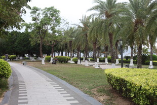 湛江椰林环绕的静谧花园小道