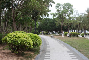 湛江林荫小道旁的绿植景观