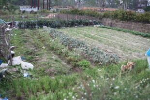 湛江田园劳作场景