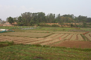 湛江田野农田景观