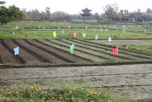 湛江农田劳作场景
