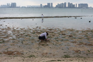 湛江海边赶海人专注寻物