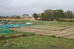 湛江田园风光中的农田景象