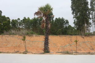 湛江路边孤树与周边植被景观