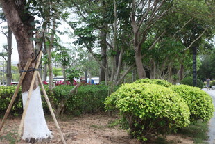 湛江公园内葱郁树木与绿植景观