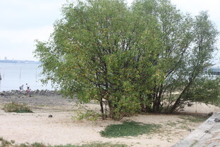 湛江岸边绿树与开阔水域景观