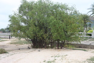 湛江沙地上的葱郁树木