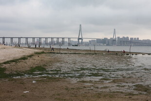 湛江江边大桥与滩涂景象