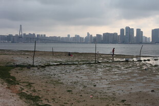 湛江城市边缘的湿地景观